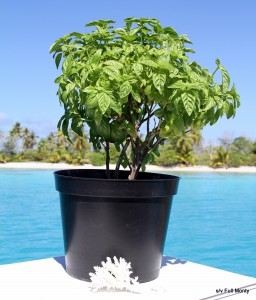 basil